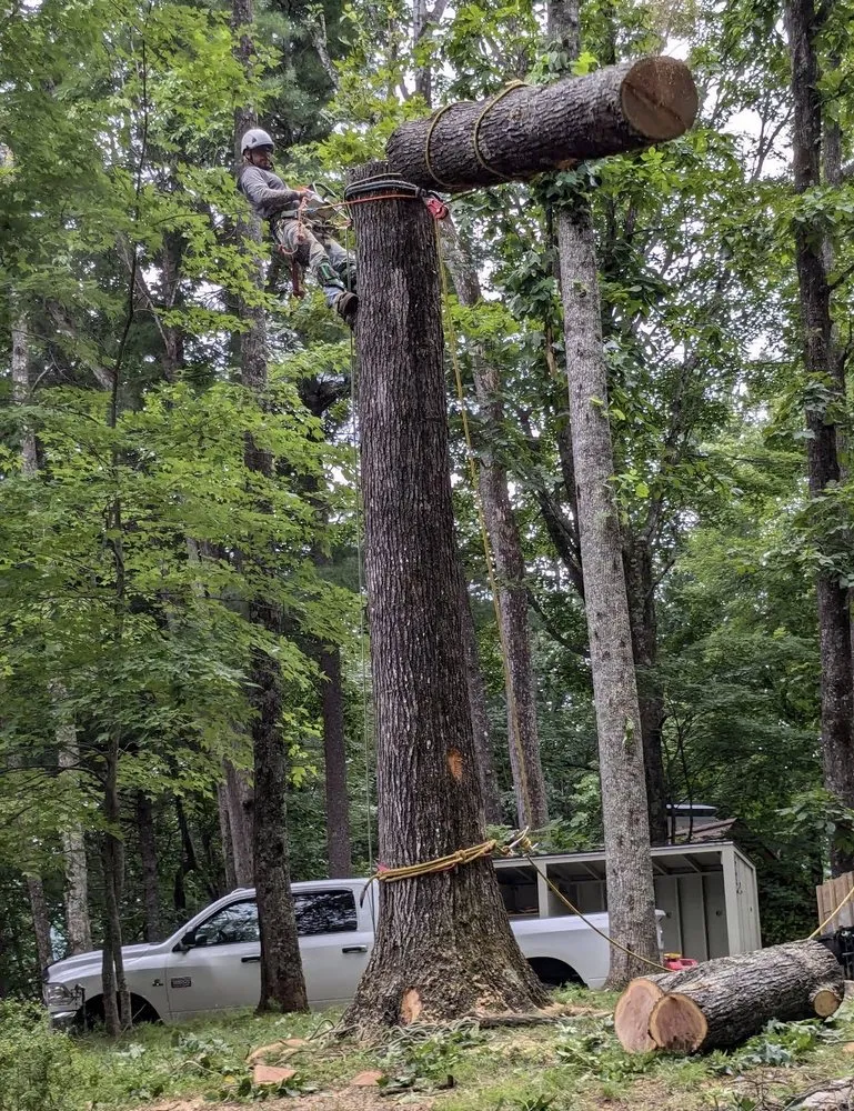 Expert yard cleanup service in Marion, NC by High Vision Tree Services