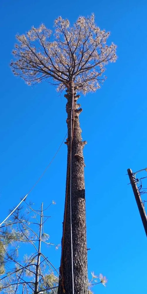 Reliable lawn mowing service for beautiful yards across Ruidoso Downs, NM - Higher Elevation Tree service & Landscaping