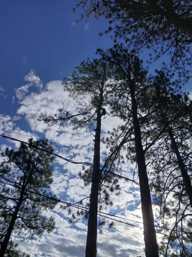 Affordable landscape design for beautiful yards across Ruidoso Downs, NM - Higher Elevation Tree service & Landscaping