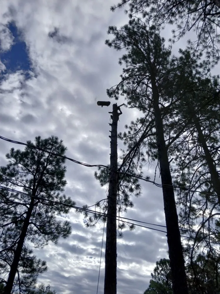 Affordable landscaping services experts serving Ruidoso Downs, NM - Higher Elevation Tree service & Landscaping