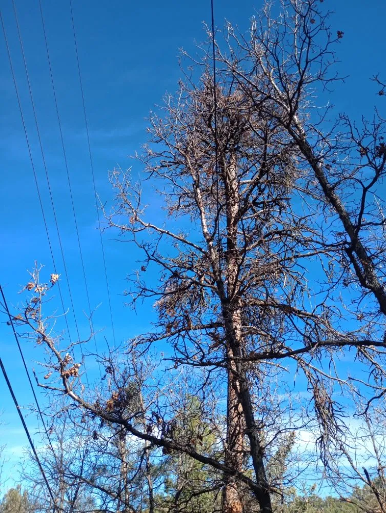 Local yard cleanup service experts serving Ruidoso Downs, NM - Higher Elevation Tree service & Landscaping