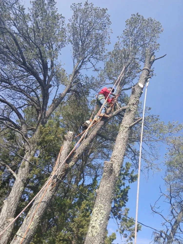 Expert yard cleanup service in Ruidoso Downs, NM by Higher Elevation Tree service & Landscaping