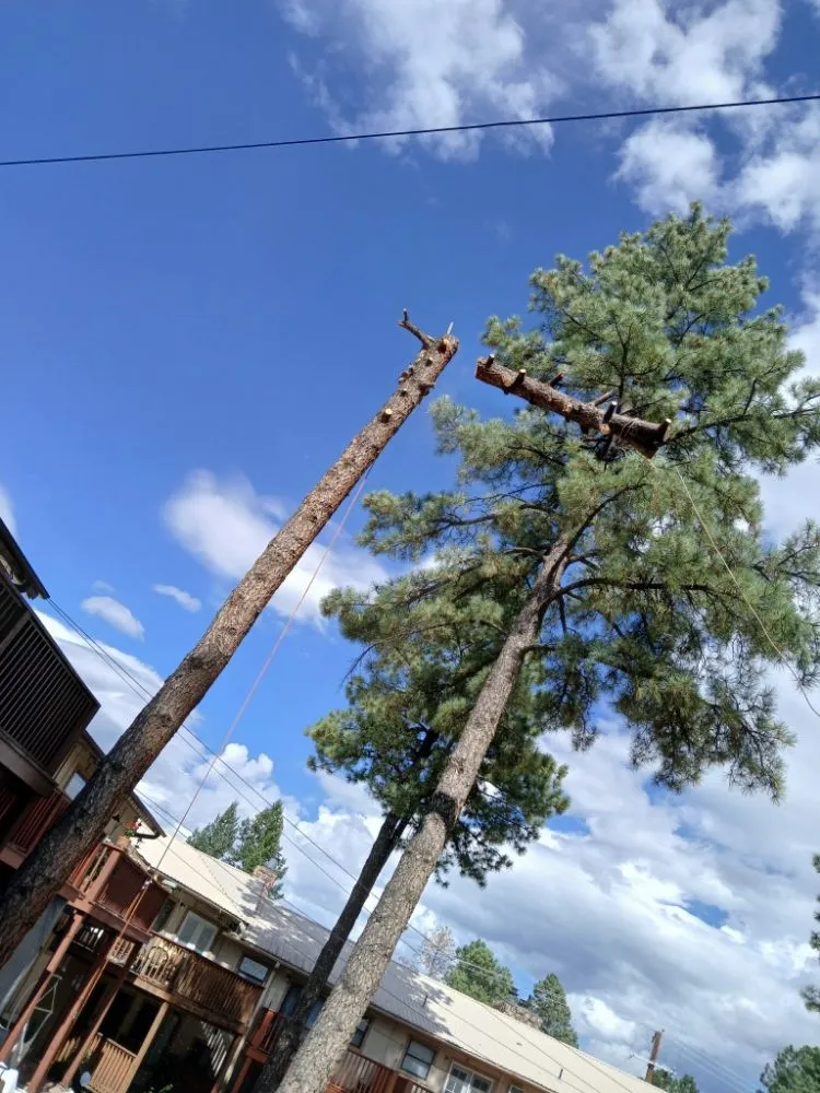 Local yard maintenance experts serving Ruidoso Downs, NM - Higher Elevation Tree service & Landscaping