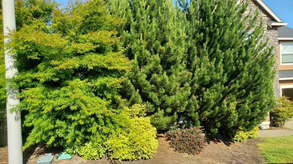 Reliable lawn care service for beautiful yards in Salem, OR by Higher Ground Landscape Maintenance