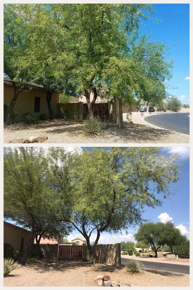 Reliable landscaping services in Gilbert, AZ by Higher Ground Landscaping