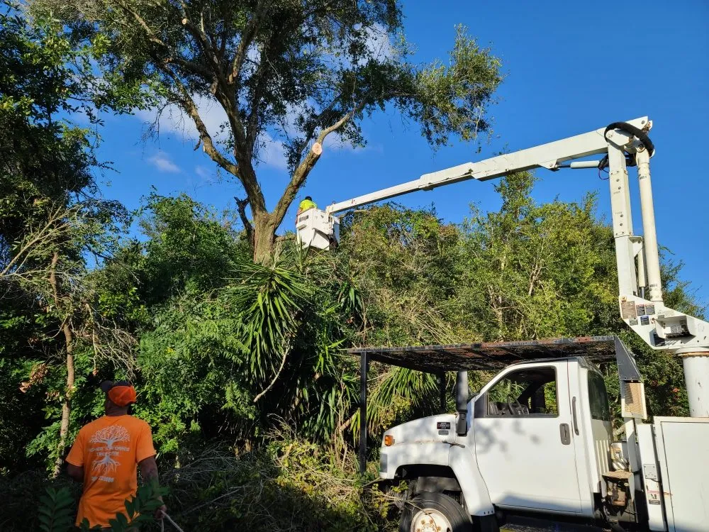 Top-rated lawn mowing service in Port Orange, FL by Higher Standards Tree Care