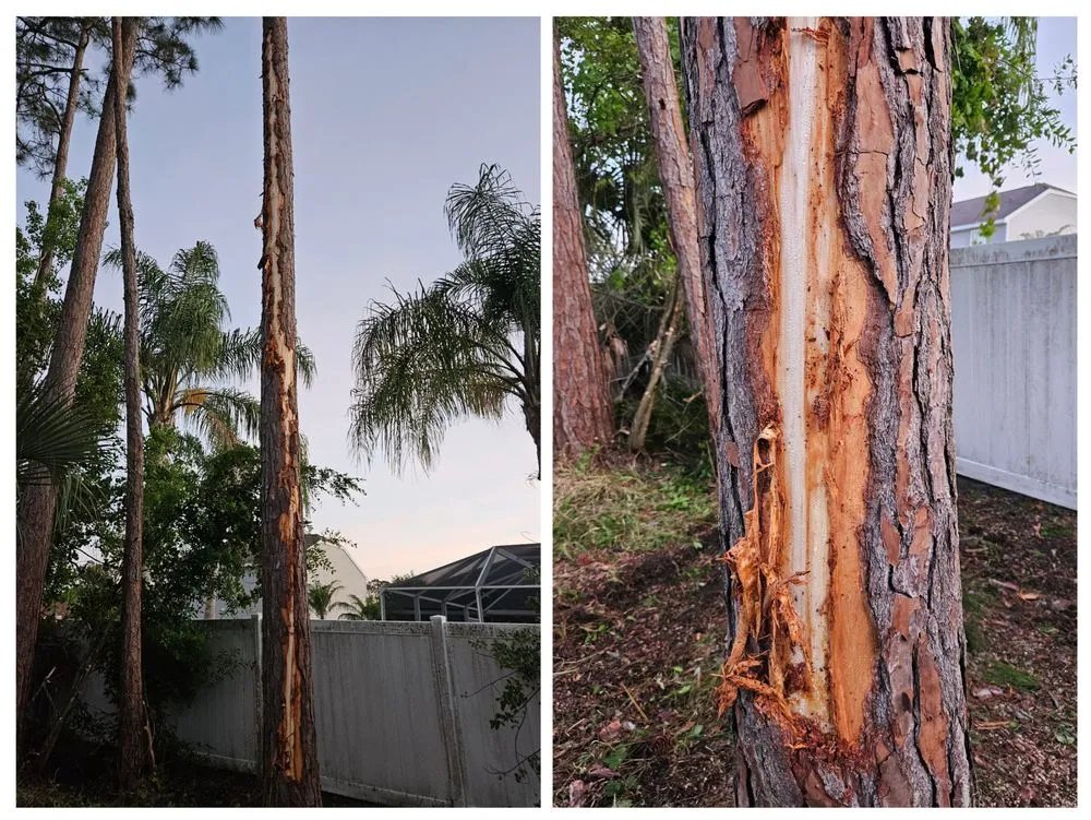 Trusted lawn care service with custom design in Port Orange, FL by Higher Standards Tree Care