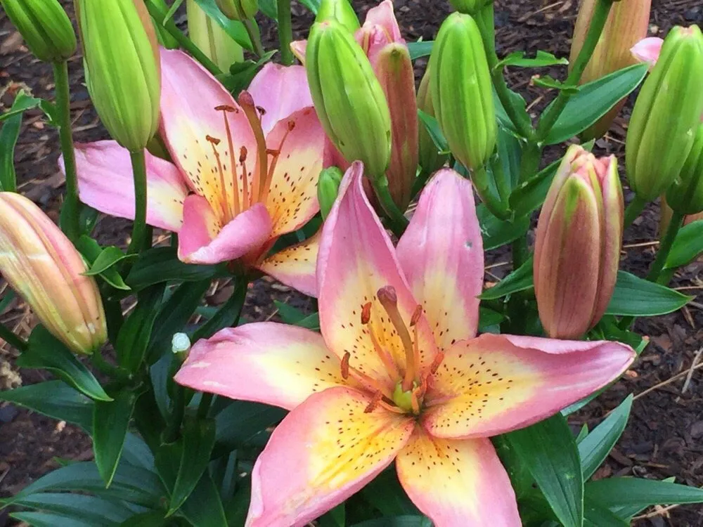 Local landscape design for residential properties across Boxborough, MA - Highgarden Landscape