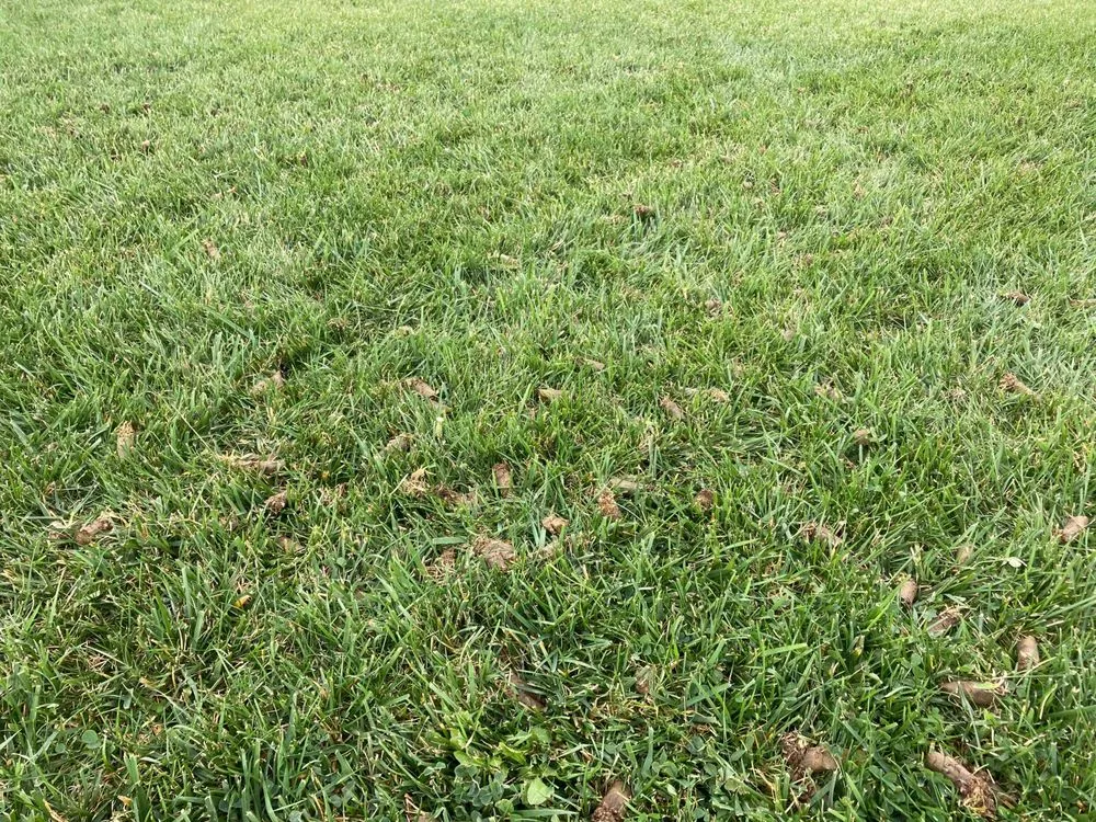 Reliable yard maintenance for homes across Columbus, OH - HighGrass Lawn Care