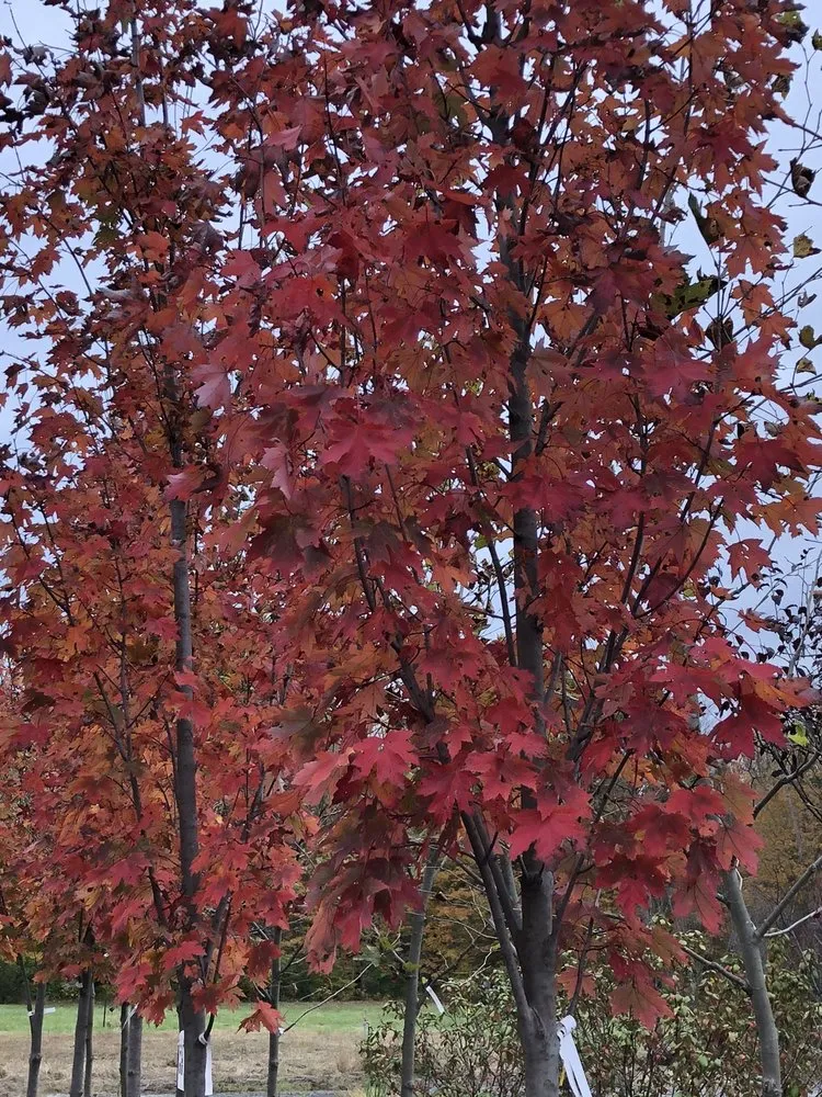 Reliable lawn care service experts serving Doylestown, PA - Highland Hill Farm