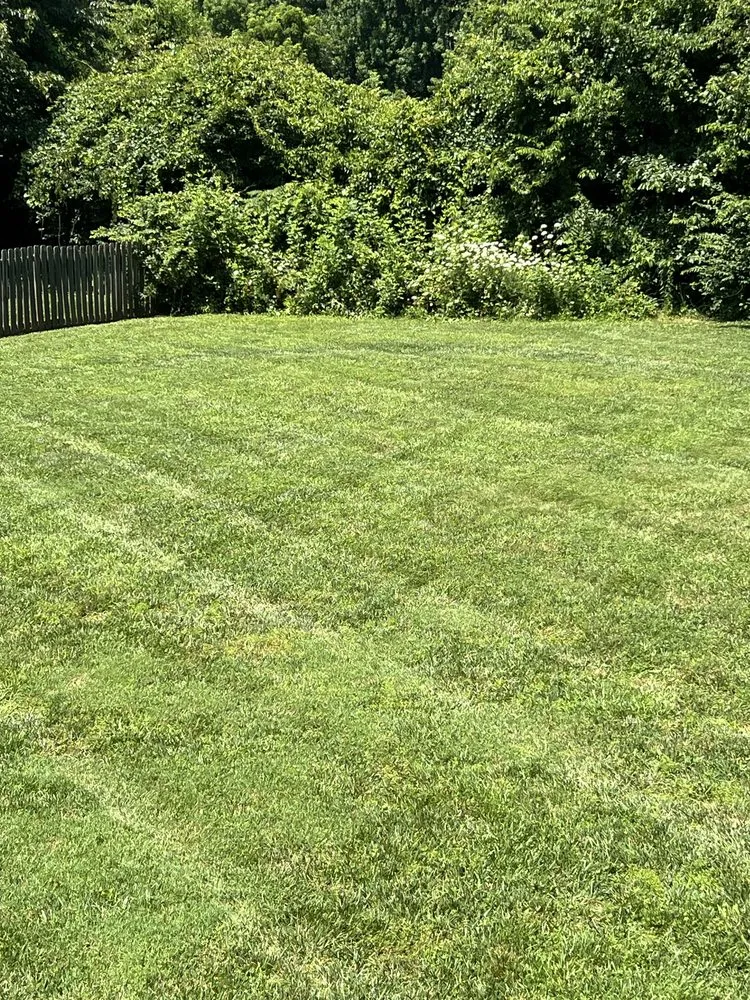 Professional yard cleanup service experts serving Advance, NC - Highland Hills Lawn Care