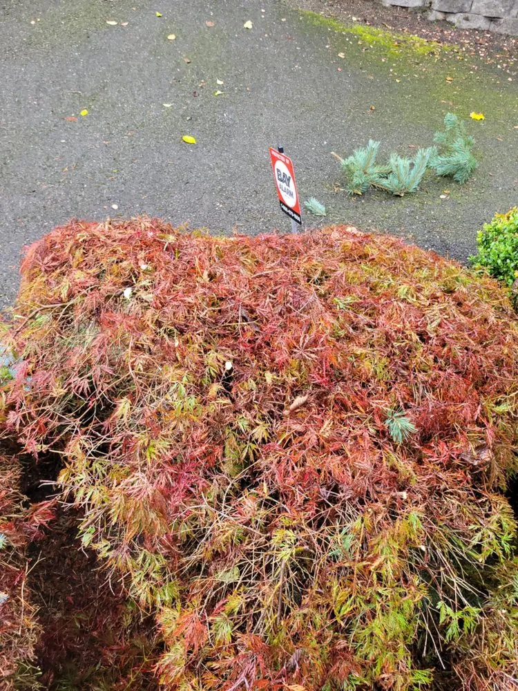 Professional outdoor landscaping in Spokane Valley, WA by Highland Landscaping