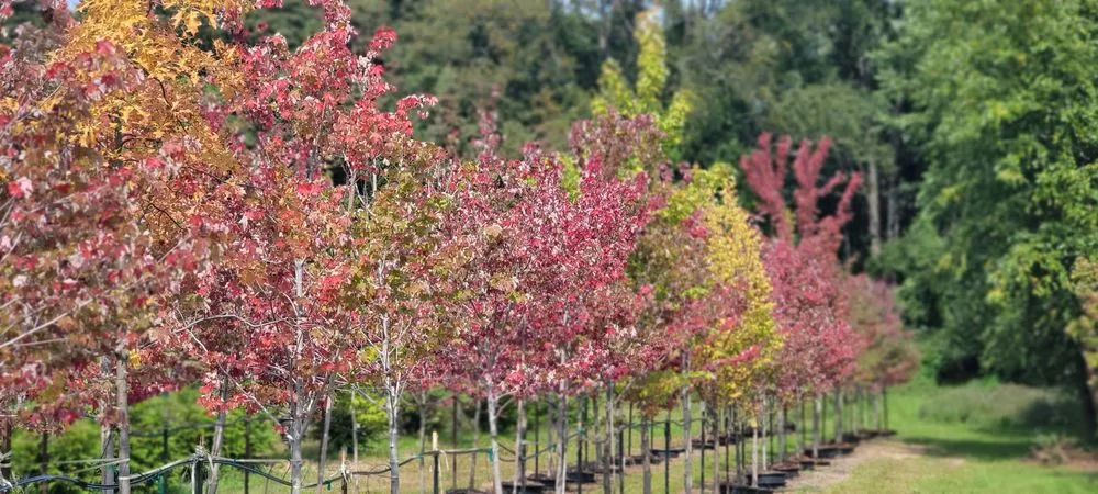Professional residential landscaping for residential properties across Highland Township, MI - Highland Tree Farm