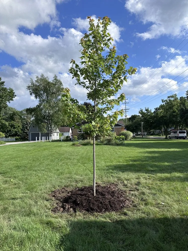 Professional landscaping services near you across Highland Township, MI - Highland Tree Farm