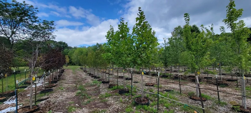 Reliable yard maintenance experts serving Highland Township, MI - Highland Tree Farm