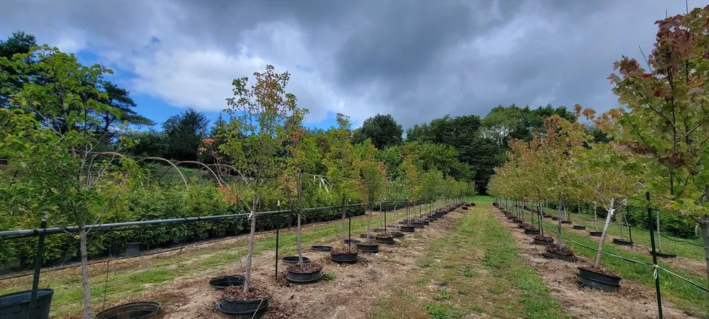 Affordable lawn care service in Highland Township, MI - Highland Tree Farm