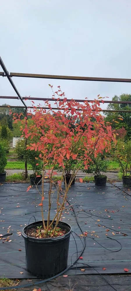 Local garden landscaping experts serving Highland Township, MI - Highland Tree Farm