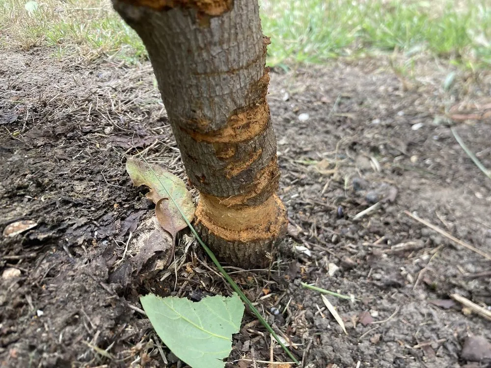 Affordable residential landscaping in Oxnard, CA - Higos Lawncare