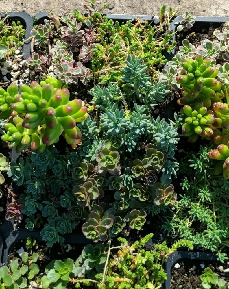 Trusted lawn mowing service in Oxnard, CA - Higos Lawncare