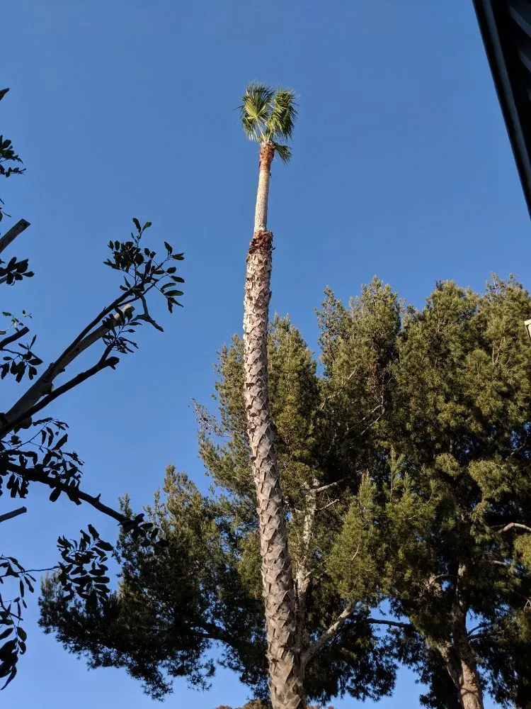 Trusted outdoor landscaping in Oxnard, CA by Higos Lawncare