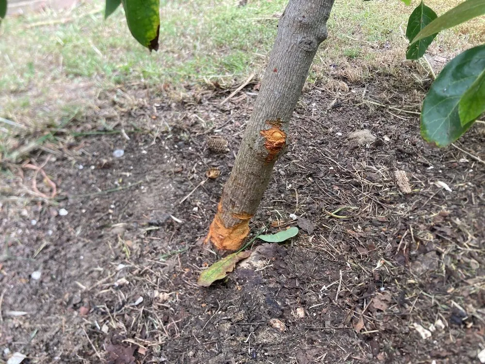 Local yard maintenance for homes in Oxnard, CA by Higos Lawncare