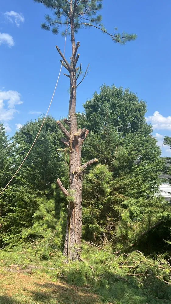 Affordable landscaping services for beautiful yards across Wheaton, MD - Hill And Blue Skies