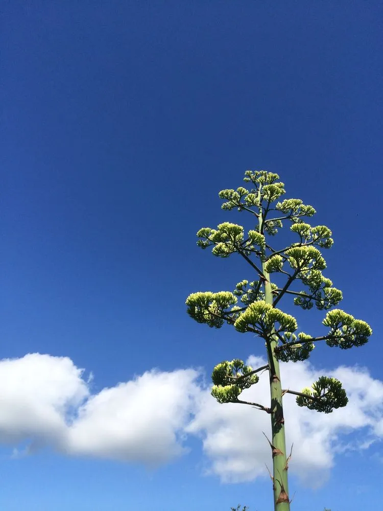 Local residential landscaping experts serving Spicewood, TX - Hill Country Blooms