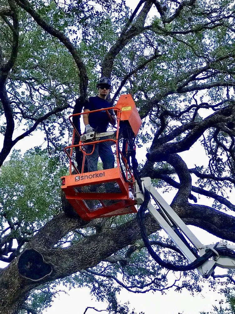 Custom yard cleanup service for residential properties in Austin, TX by Hill Country Landscape And Tree