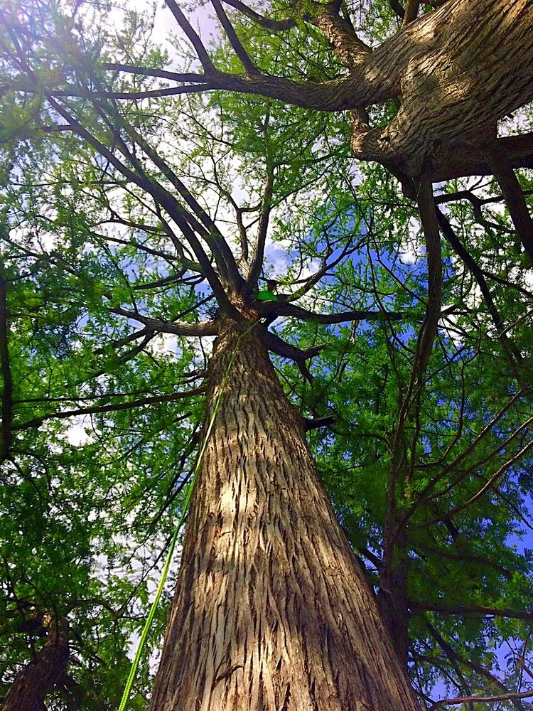 Custom residential landscaping with custom design in Austin, TX by Hill Country Landscape And Tree