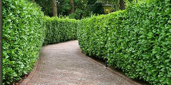 Expert yard cleanup service for residential properties in Rutland, VT by Hill Country Landscaping & Masonry