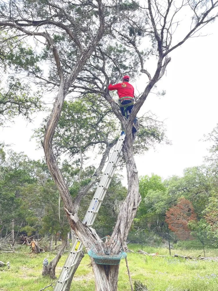 Top-rated yard cleanup service experts serving San Antonio, TX - Hill Country Landscaping & Tree Service