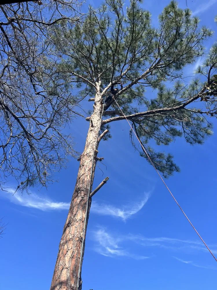 Trusted garden landscaping for outdoor upgrades in San Antonio, TX by Hill Country Landscaping & Tree Service