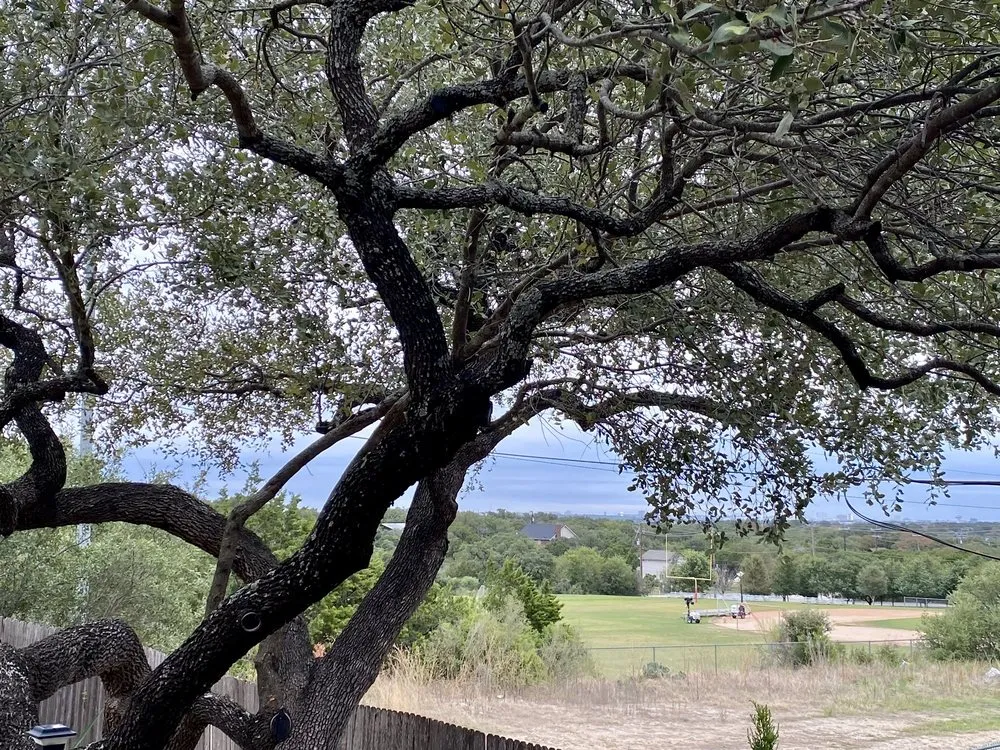 Custom lawn mowing service for year-round maintenance in San Antonio, TX by Hill Country Tree & Landscape