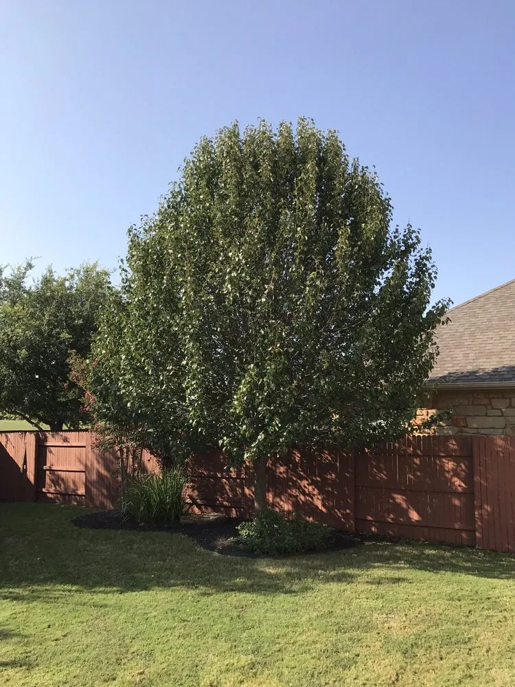 Affordable landscape installation in Round Rock, TX by Hill Country Tree Trimming