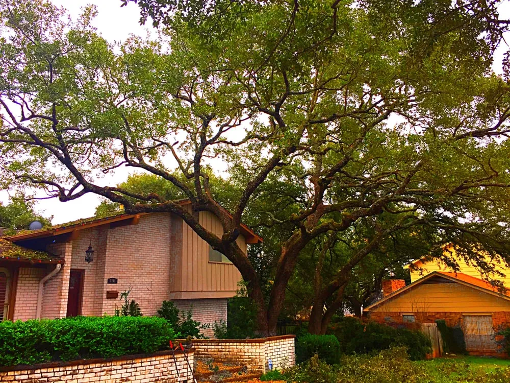 Trusted landscape installation experts serving Round Rock, TX - Hill Country Tree Trimming