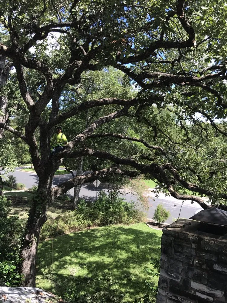 Reliable yard cleanup service in Round Rock, TX - Hill Country Tree Trimming