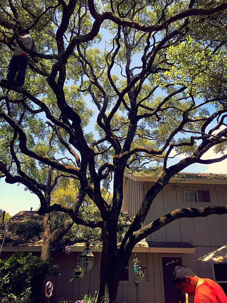 Custom lawn care service for beautiful yards in Round Rock, TX by Hill Country Tree Trimming