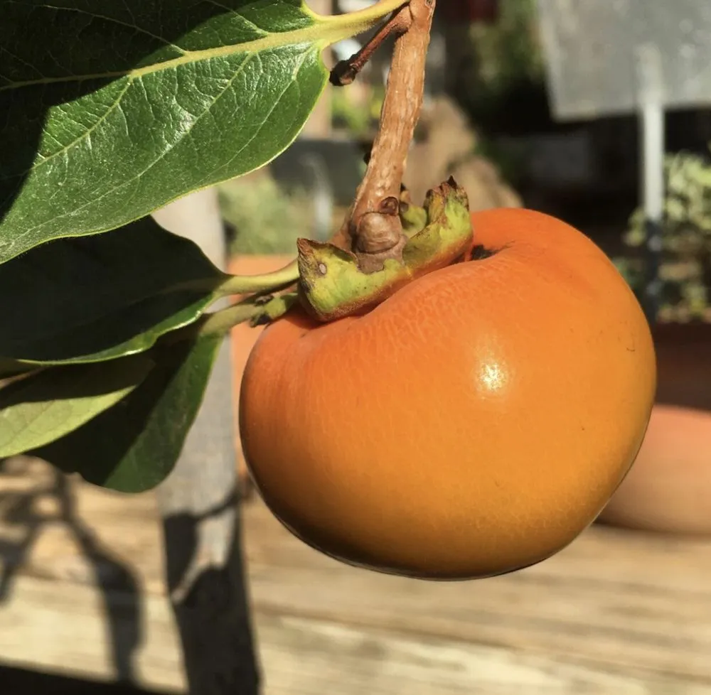 Top-rated landscape design in Cedar Park, TX - Hill Country Water Gardens & Nursery