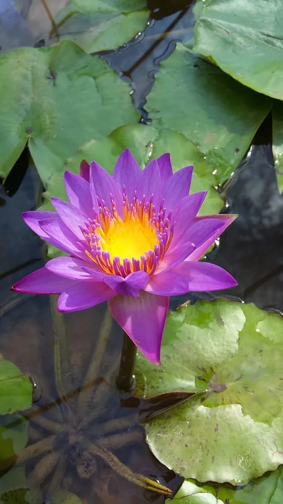 Top-rated landscape design in Cedar Park, TX - Hill Country Water Gardens & Nursery