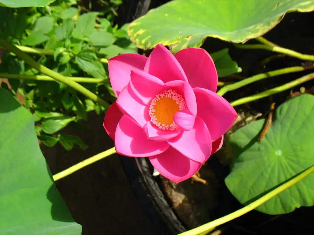 Top-rated landscaping services in Cedar Park, TX - Hill Country Water Gardens & Nursery