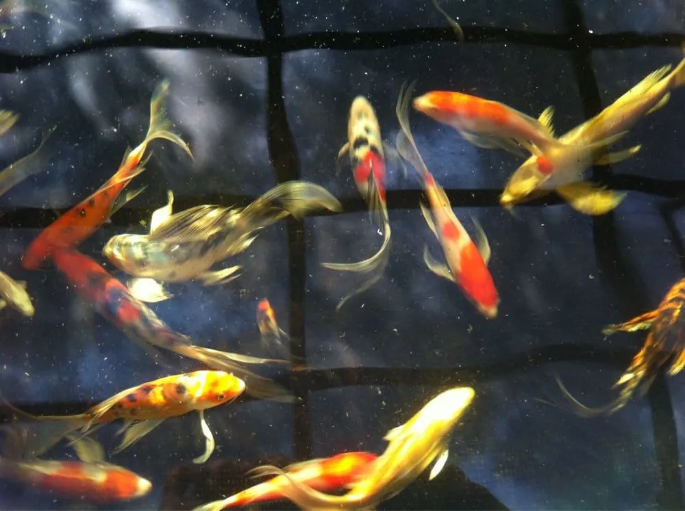 Custom residential landscaping experts serving Cedar Park, TX - Hill Country Water Gardens & Nursery