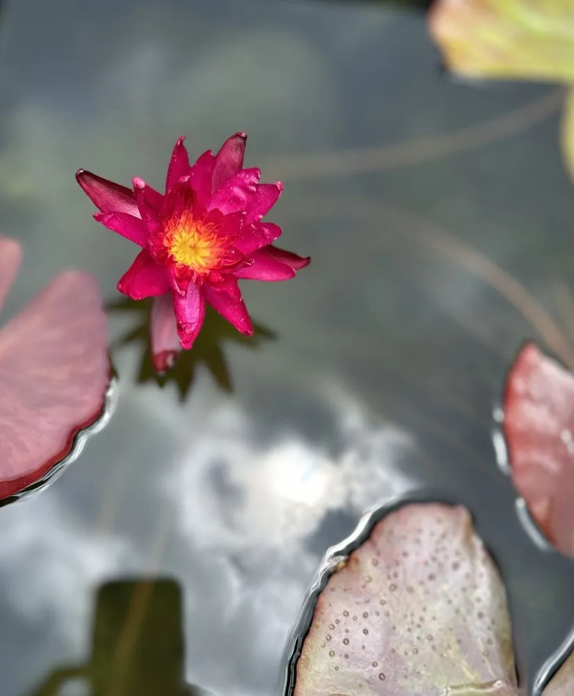 Reliable landscape installation experts serving Cedar Park, TX - Hill Country Water Gardens & Nursery