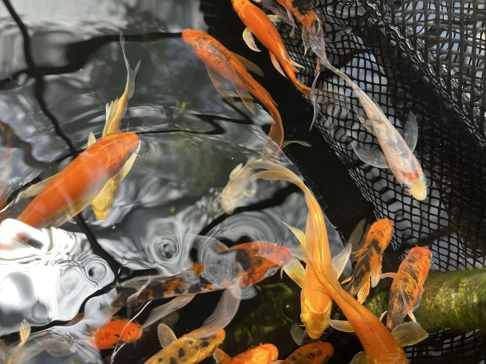 Professional landscape installation in Cedar Park, TX by Hill Country Water Gardens & Nursery