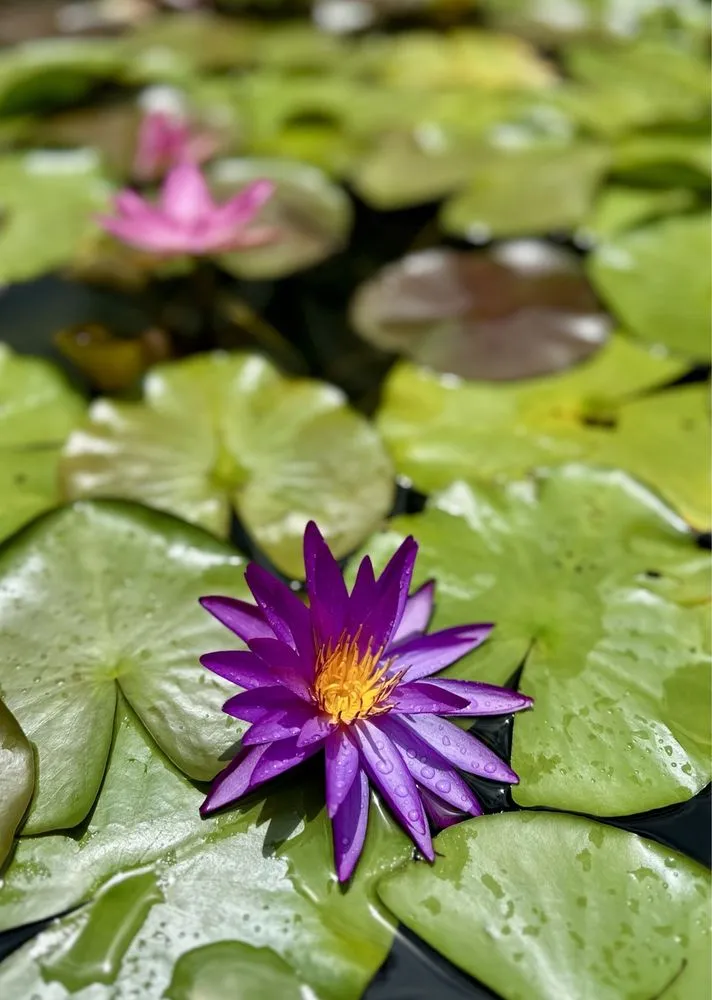 Custom residential landscaping in Cedar Park, TX - Hill Country Water Gardens & Nursery