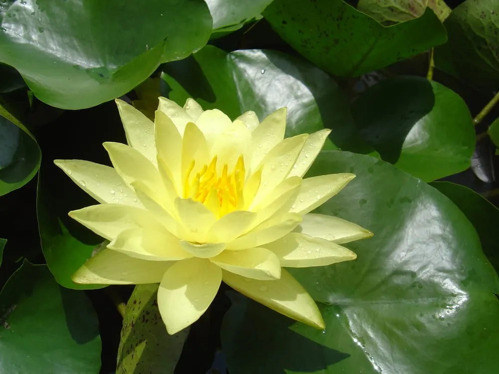 Professional yard cleanup service experts serving Cedar Park, TX - Hill Country Water Gardens & Nursery