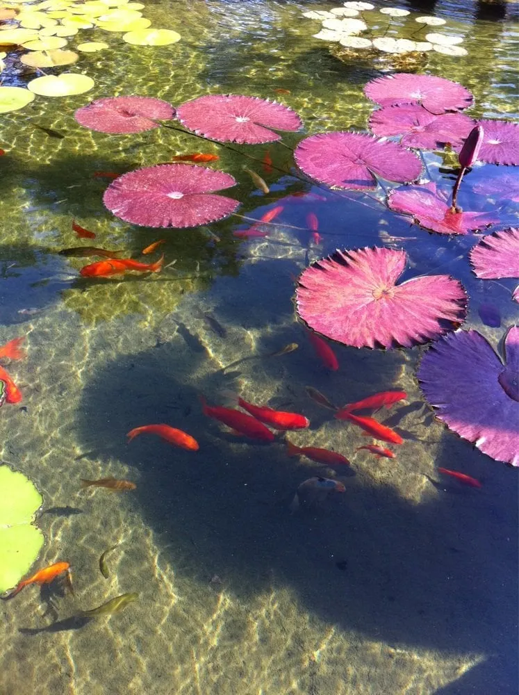 Custom residential landscaping experts serving Cedar Park, TX - Hill Country Water Gardens & Nursery