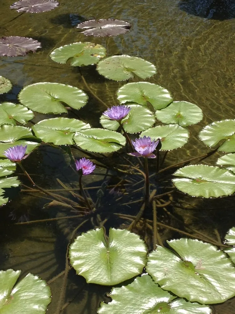 Trusted yard maintenance experts serving Cedar Park, TX - Hill Country Water Gardens & Nursery
