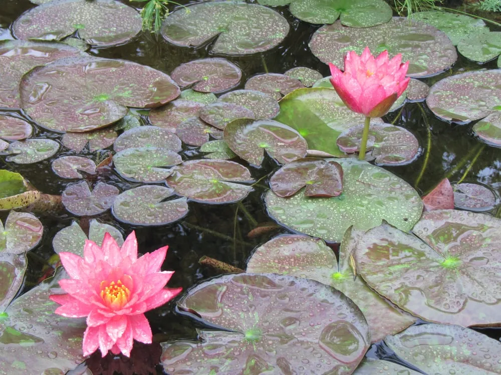 Affordable lawn mowing service in Cedar Park, TX - Hill Country Water Gardens & Nursery