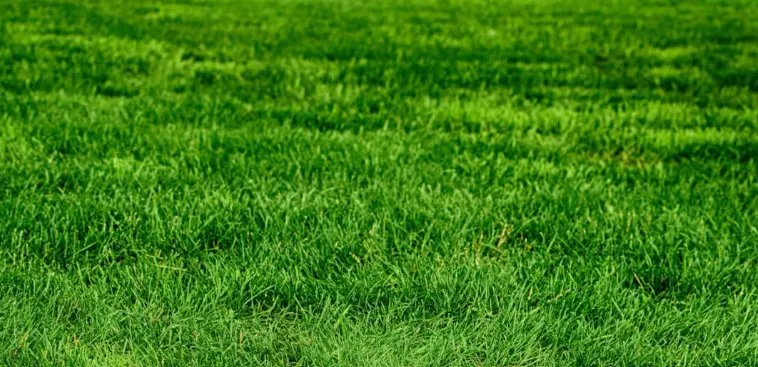 Top-rated yard maintenance in Sterling Heights, MI by Hill Fertilizing Services