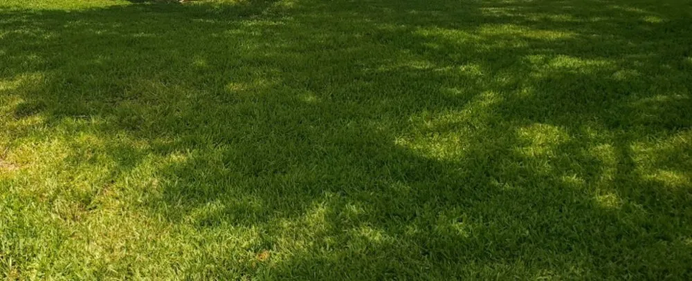 Top-rated landscaping services experts serving New Port Richey, FL - Hill Lawn Care